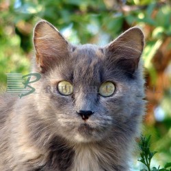 Seguros para animales domésticos y de compañia