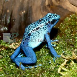 Seguros para animales exóticos y peligrosos